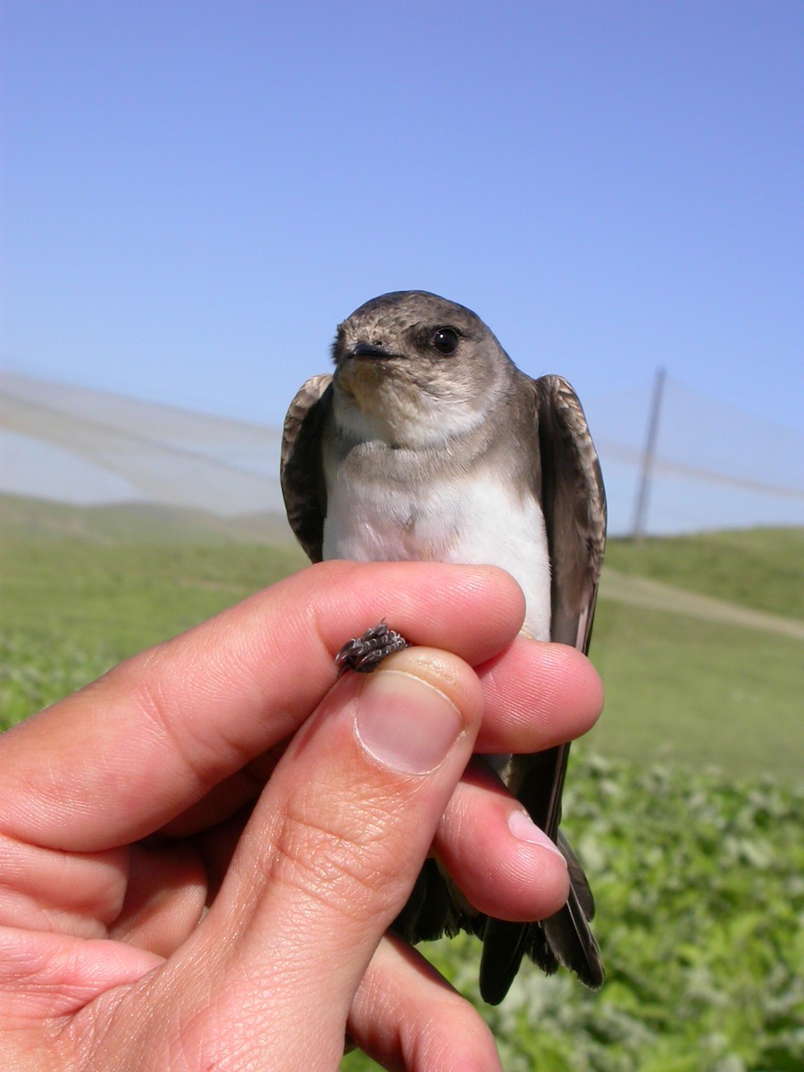 Pale Martin - Arnau Bonan