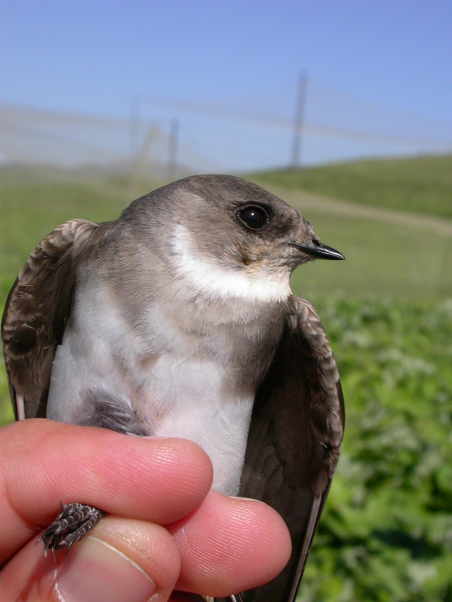 ウスショウドウツバメ - ML205751251