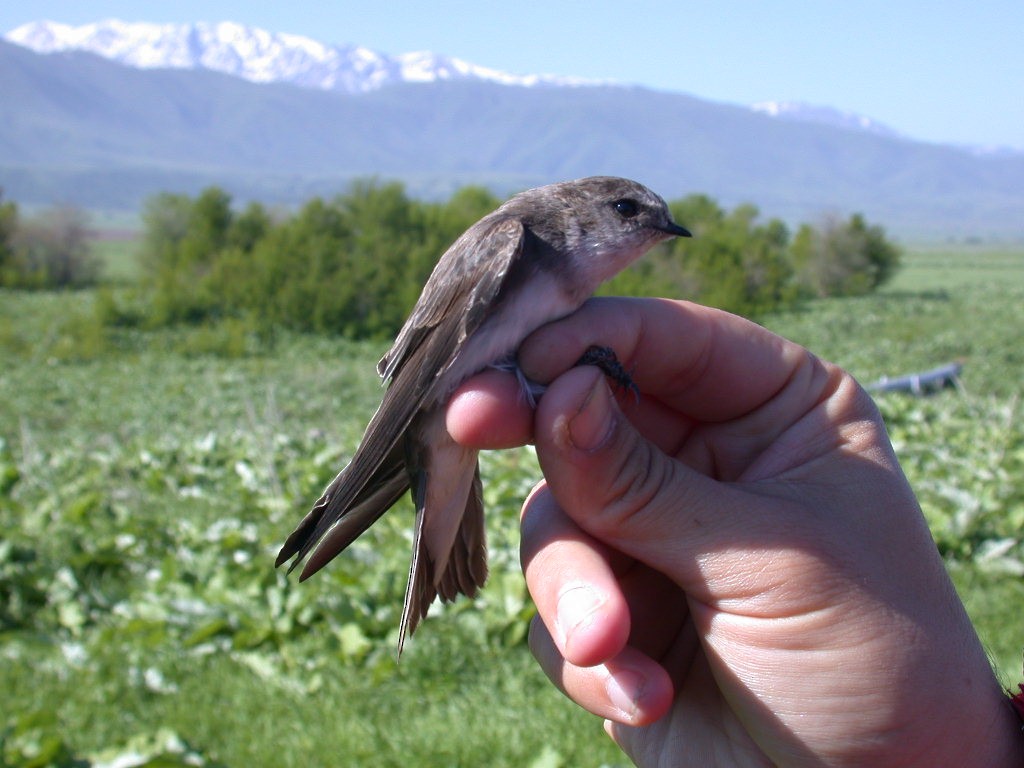 Pale Martin - ML205751271