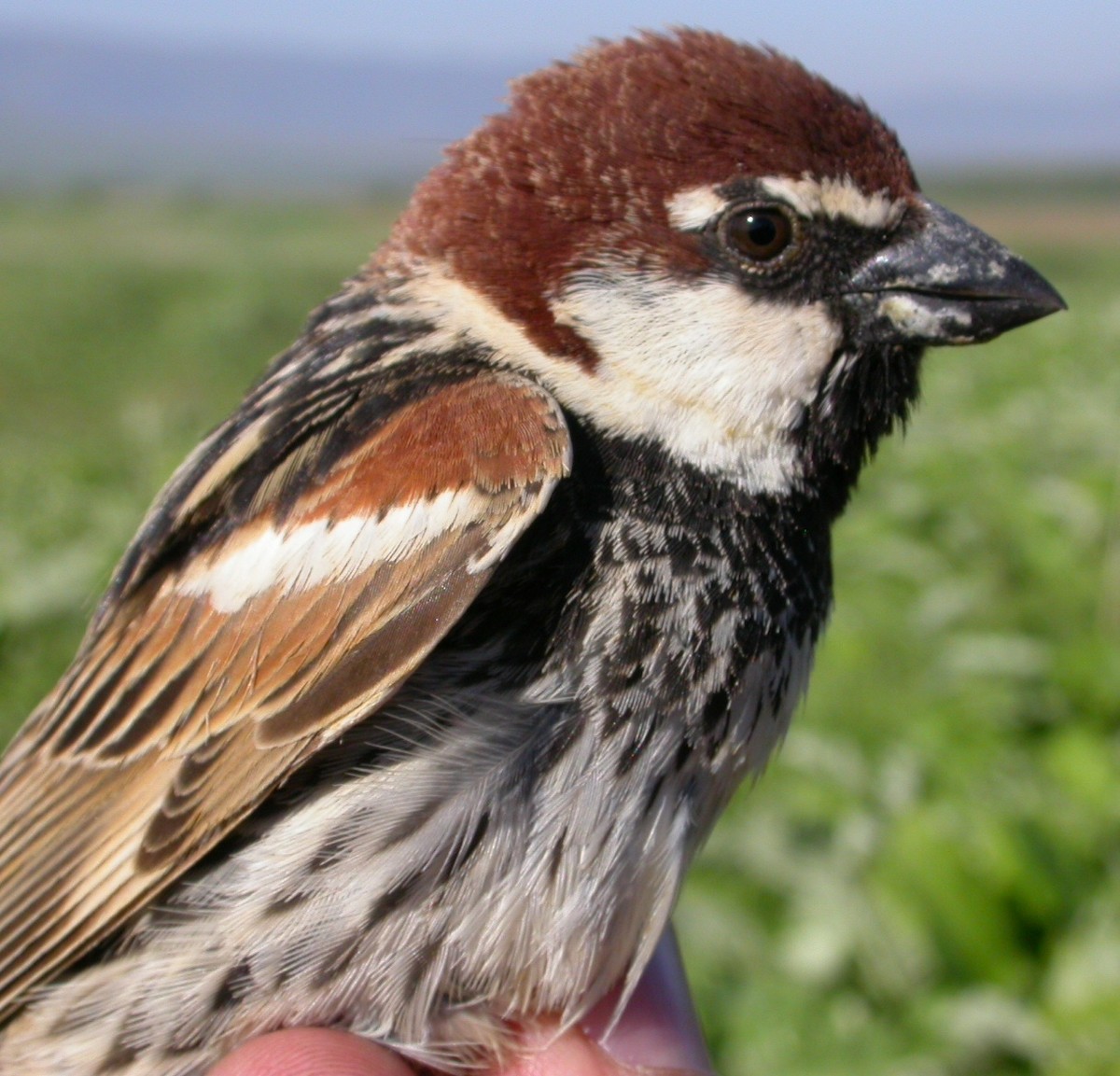 Spanish Sparrow - ML205751511