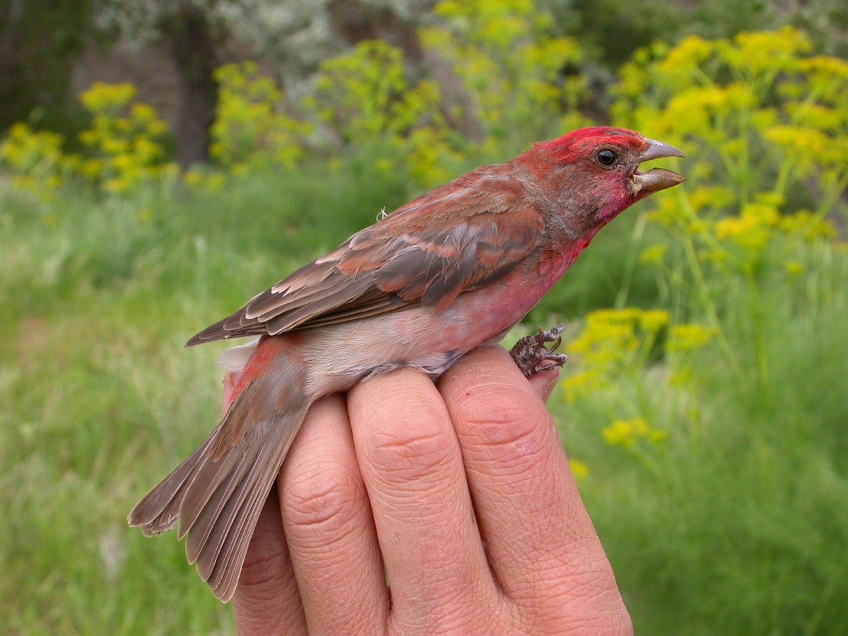 Common Rosefinch - Arnau Bonan