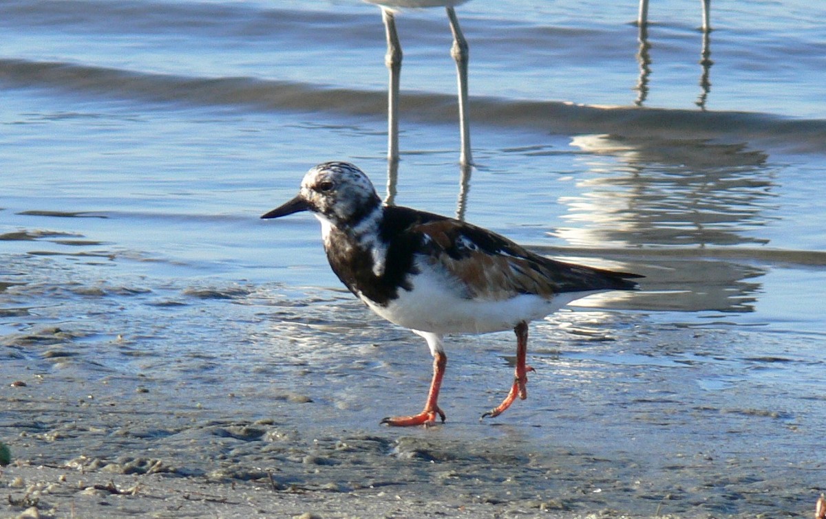 Ruddy Turnstone - Lee Dusing