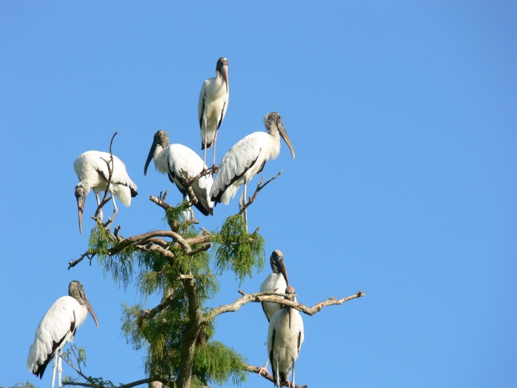 Wood Stork - ML205752421