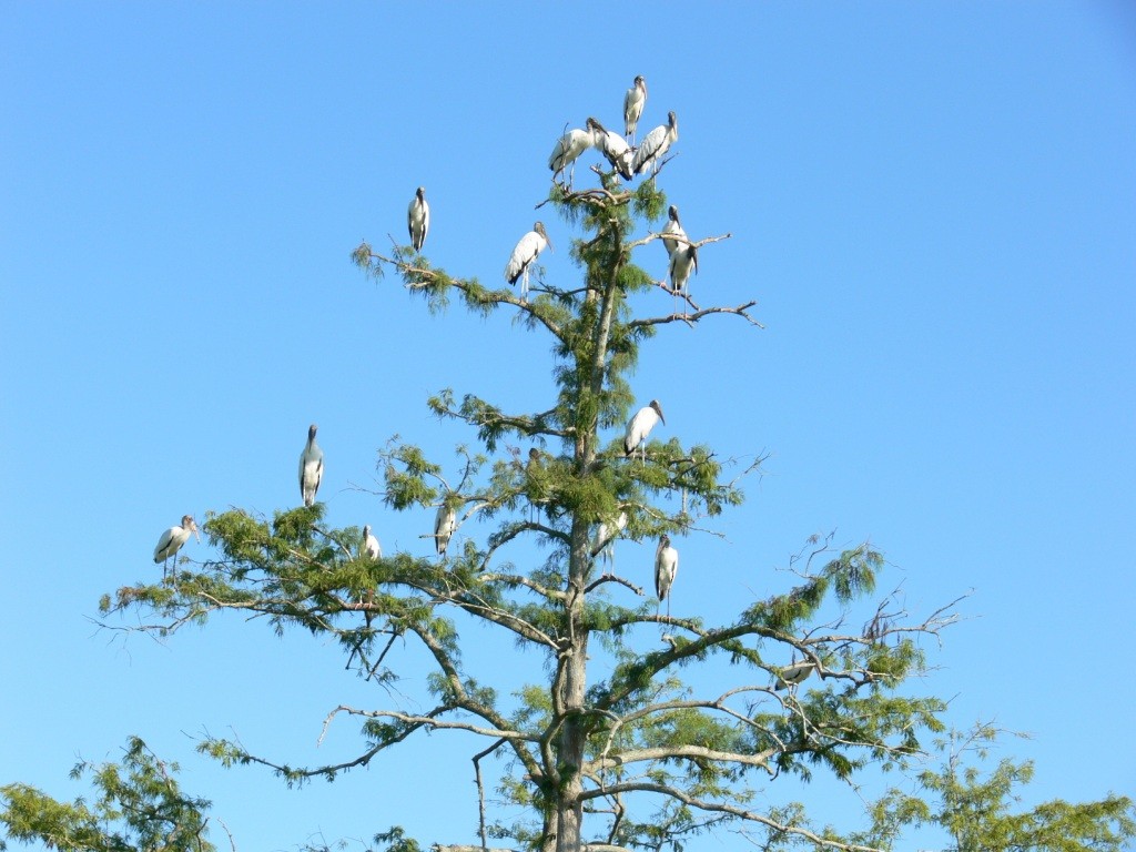 Wood Stork - ML205752431