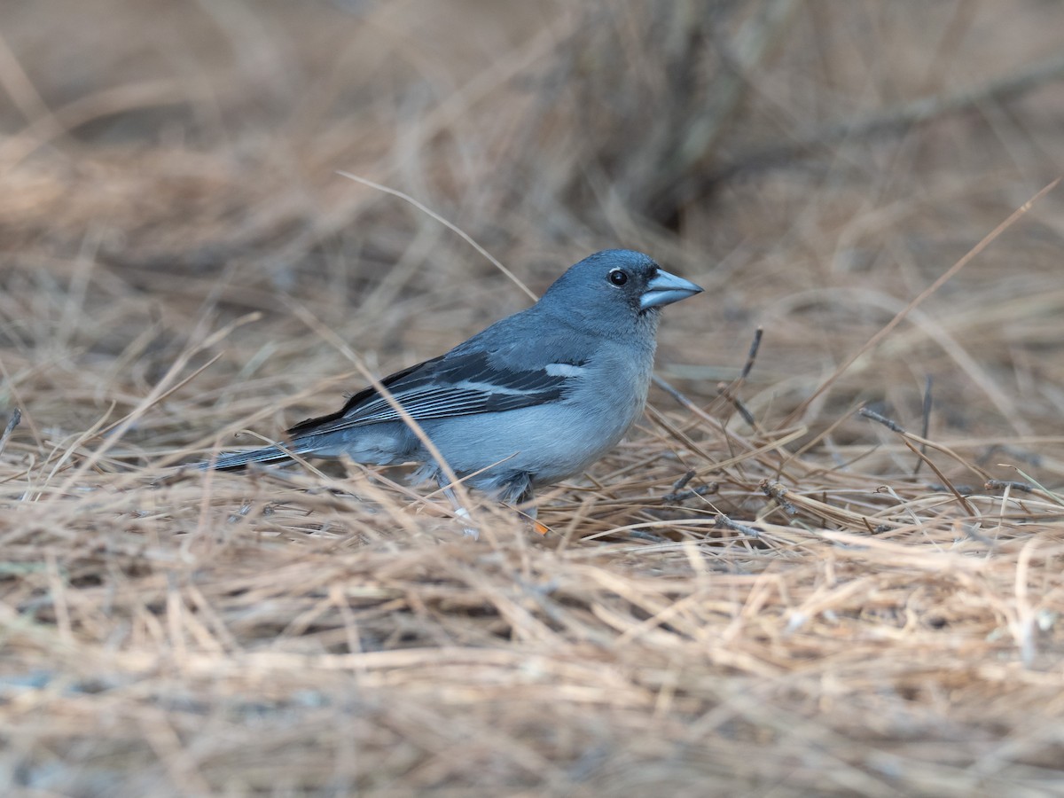Gran Canaria Blue Chaffinch - ML205752691