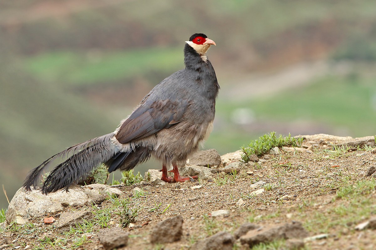 Tibetan Eared-Pheasant - James Eaton