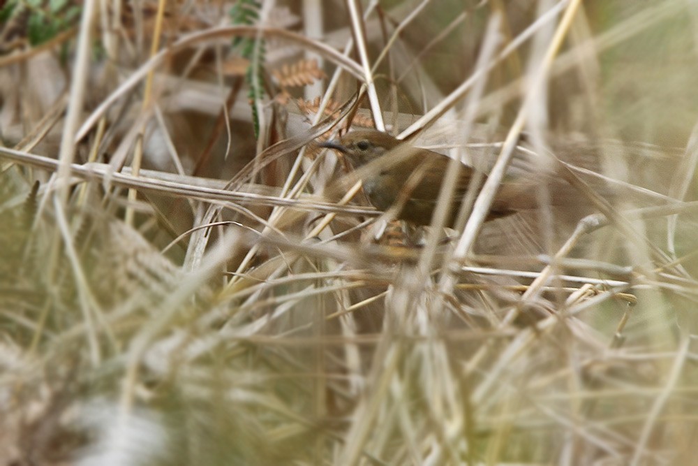 Javan Bush Warbler (Timor) - ML205752721