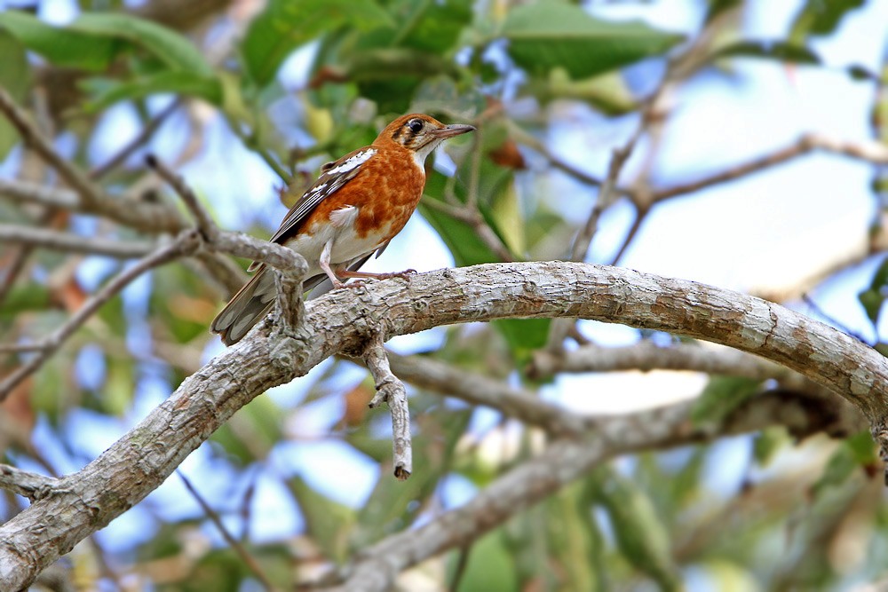 Orange-banded Thrush - James Eaton