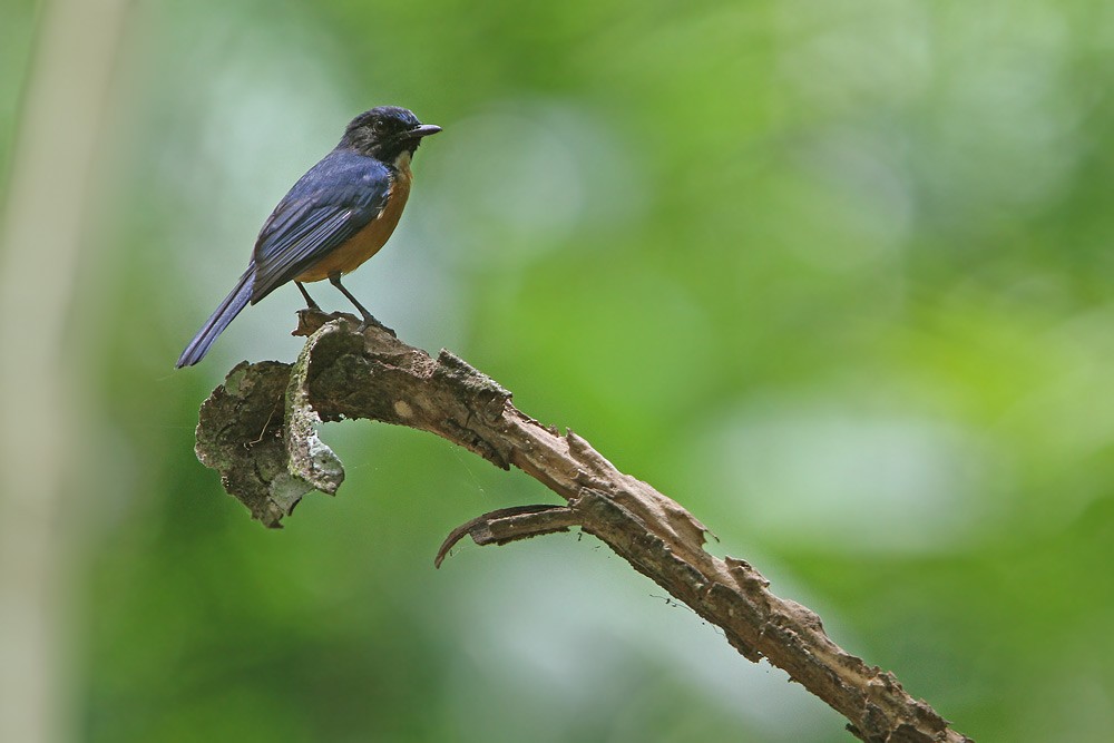 Sulawesi Blue Flycatcher (Tanahjampea) - ML205752901