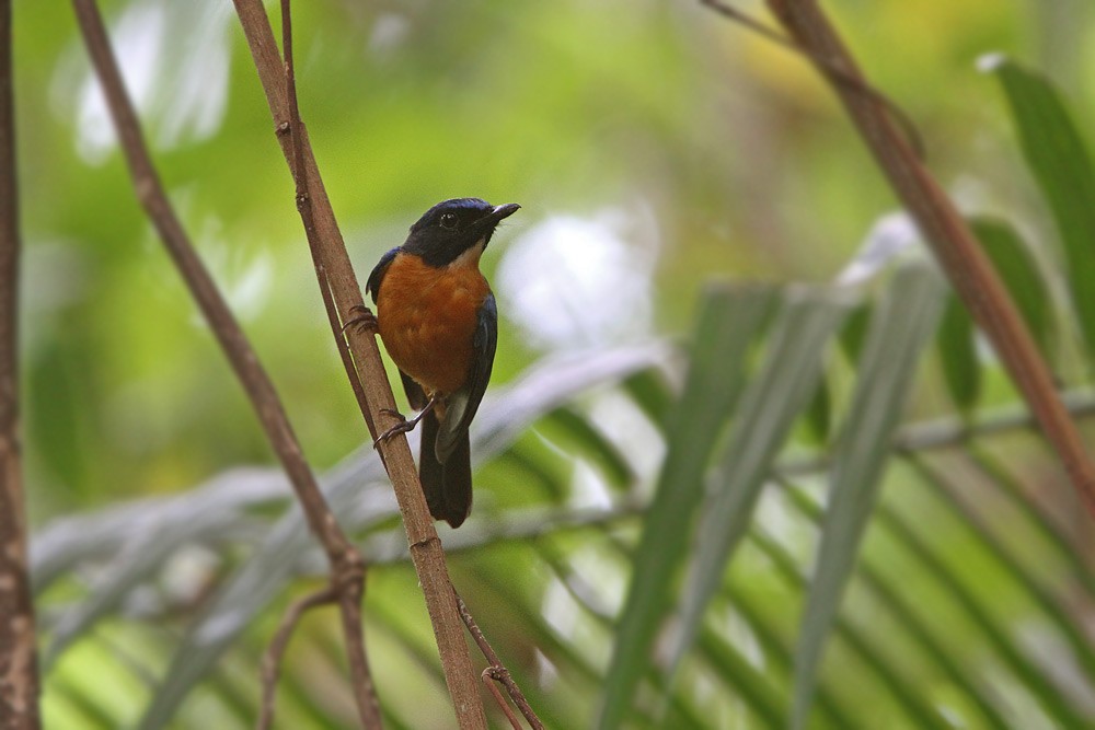 Sulawesi Blue Flycatcher (Tanahjampea) - ML205752911