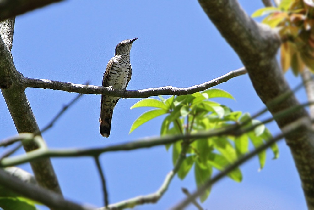 Little Bronze-Cuckoo (Banda) - James Eaton