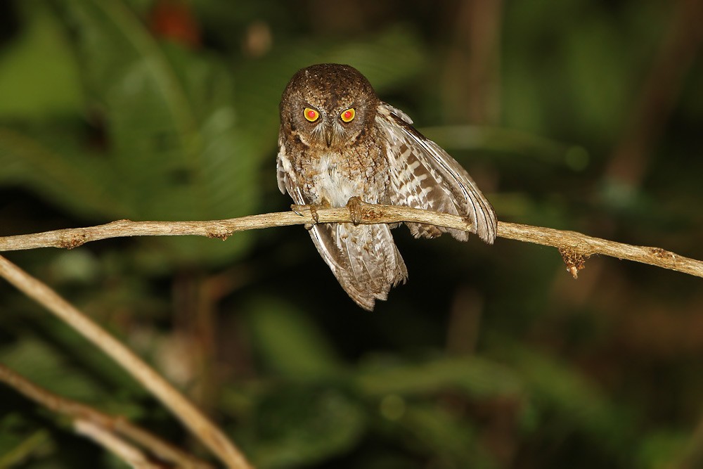 Wetar Scops-Owl - James Eaton / Birdtour Asia