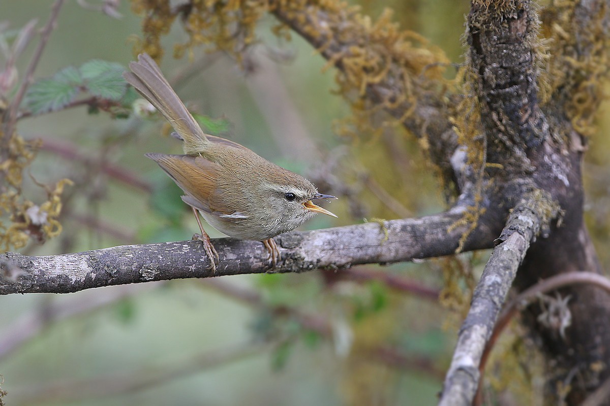 Hume's Bush Warbler - ML205753061