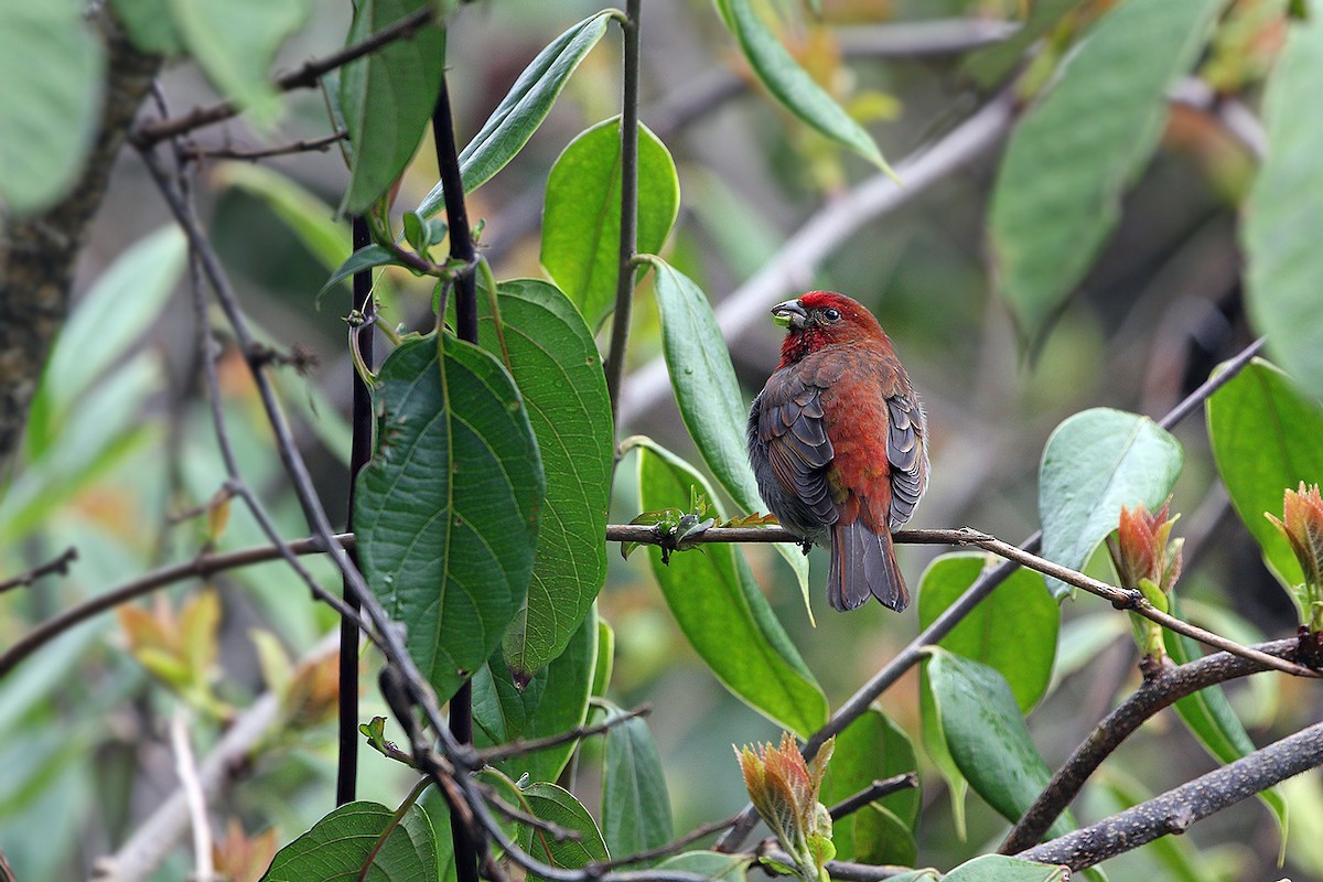 Crimson-browed Finch - ML205753081