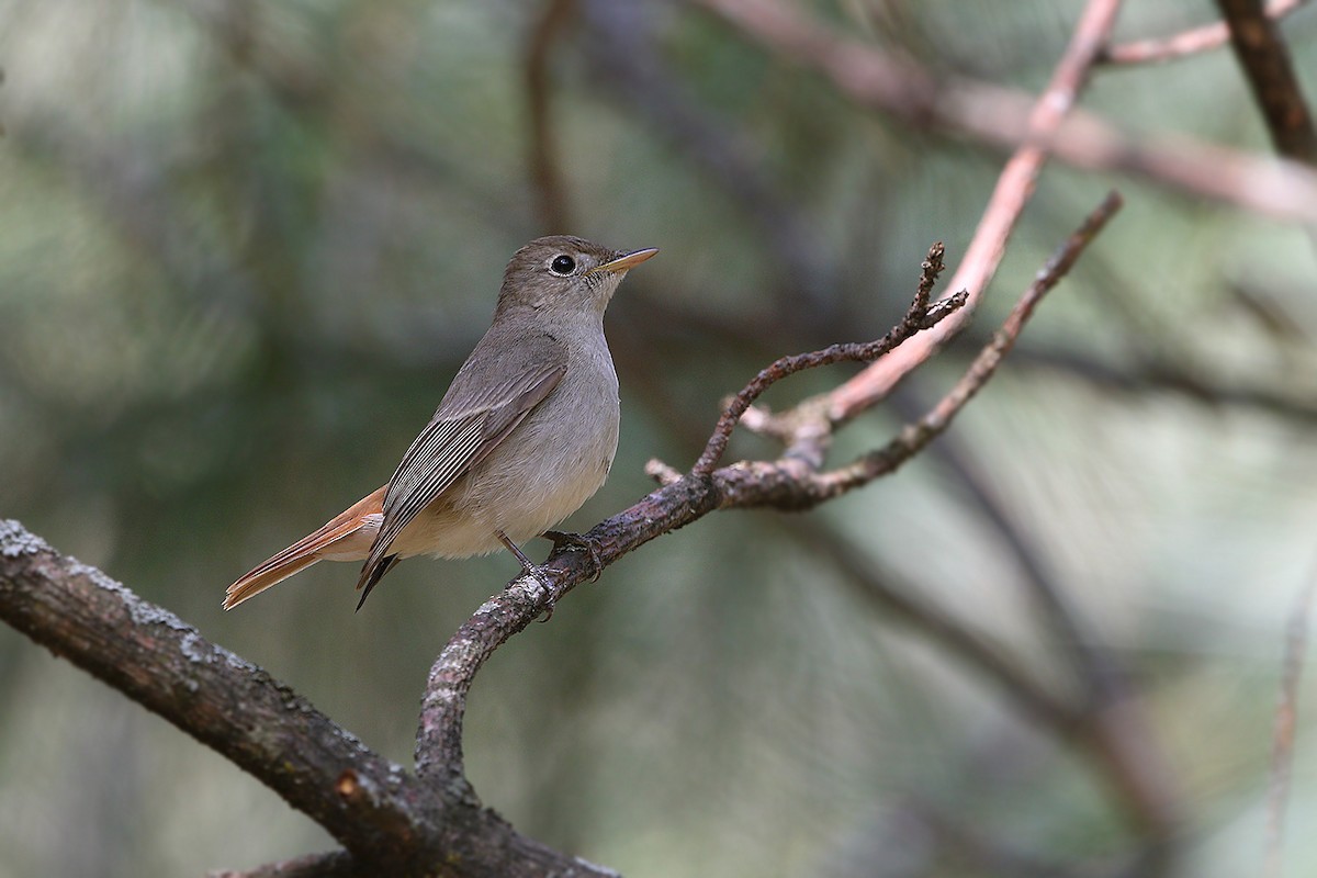 Rusty-tailed Flycatcher - ML205753131