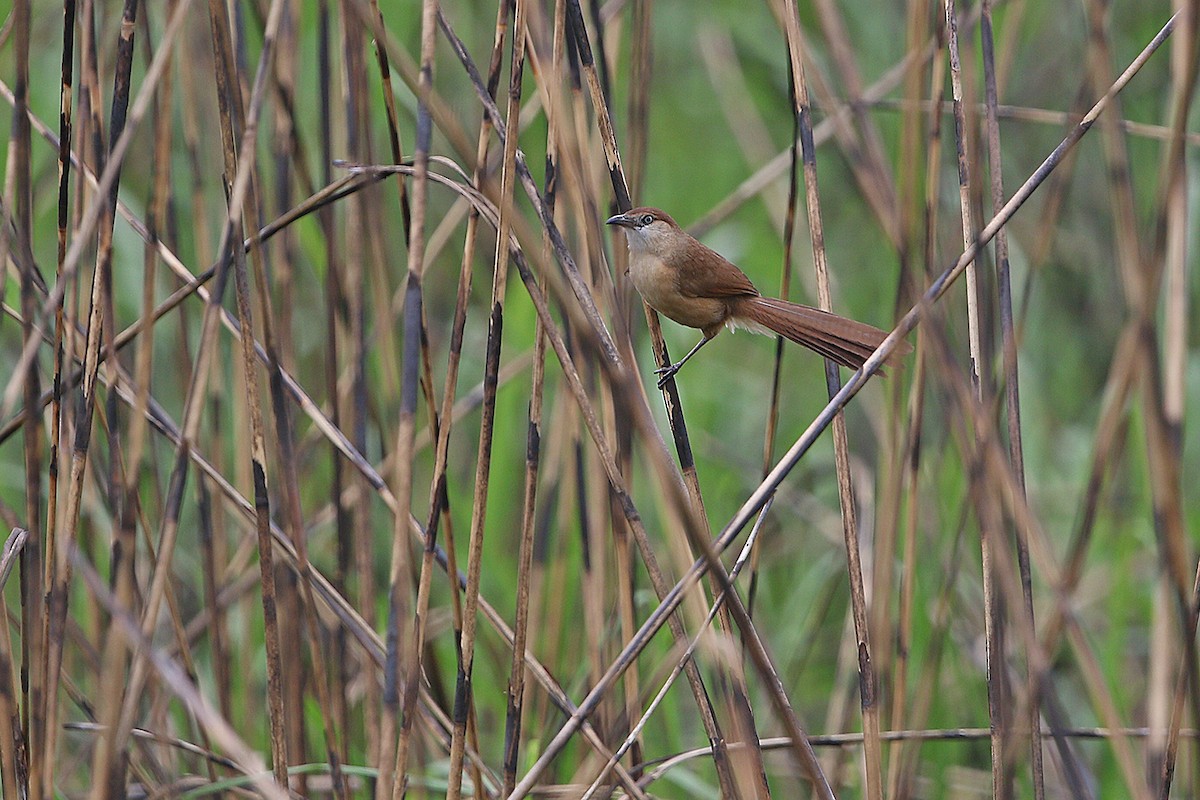 Slender-billed Babbler - James Eaton