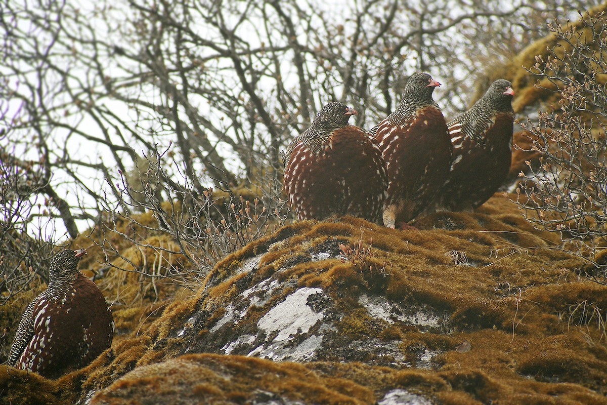 Snow Partridge - ML205753171