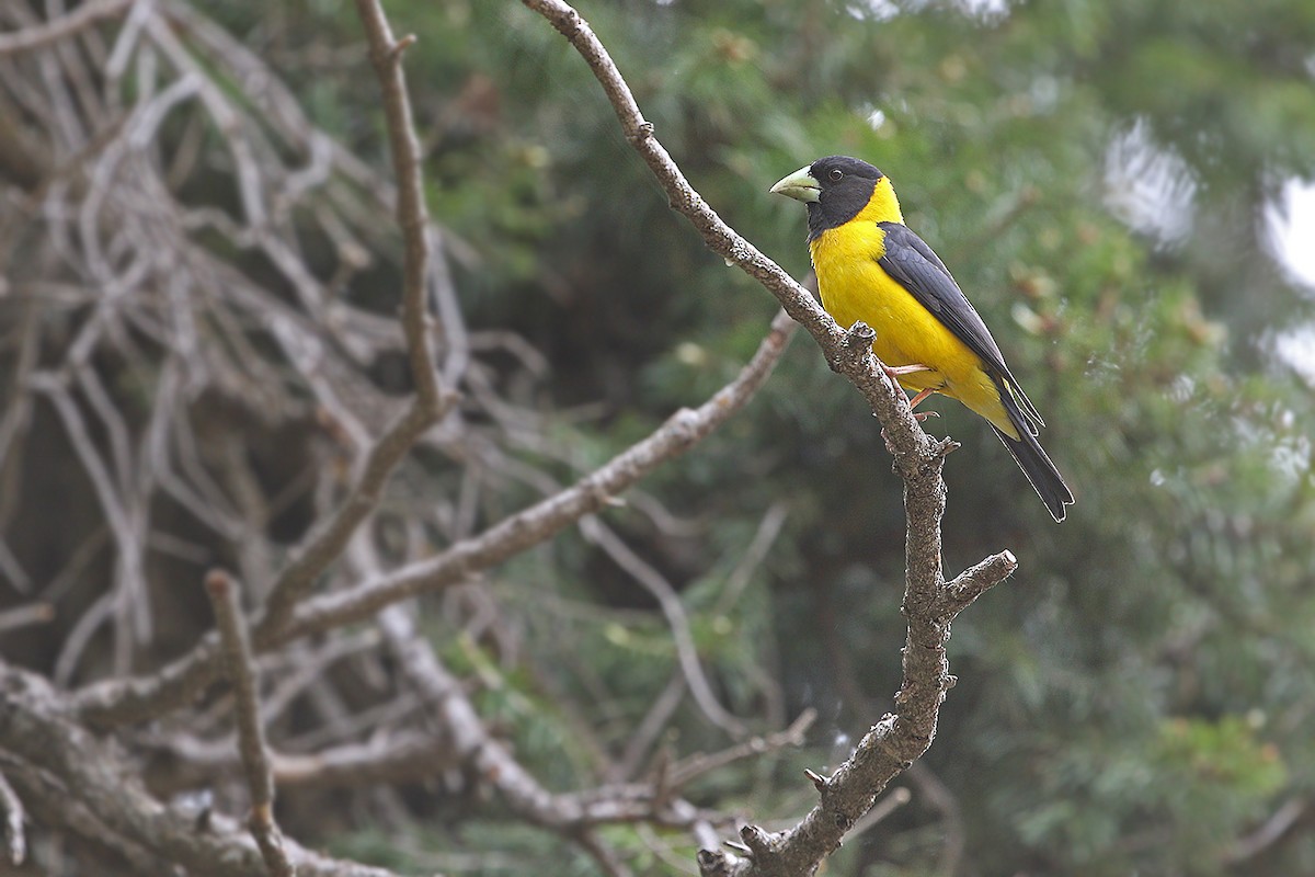 Black-and-yellow Grosbeak - ML205753281