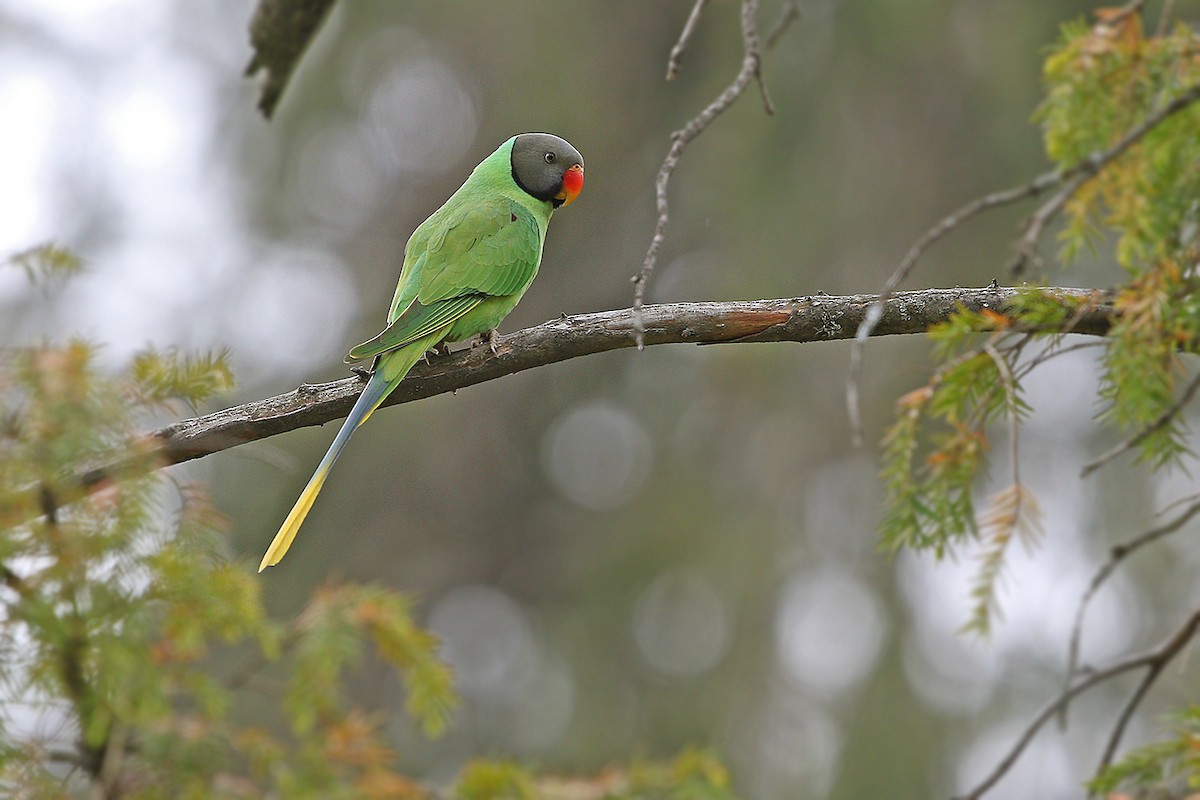 Slaty-headed Parakeet - James Eaton