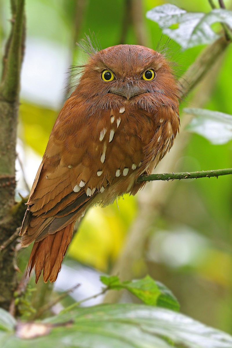 Sumatran Frogmouth - ML205753591