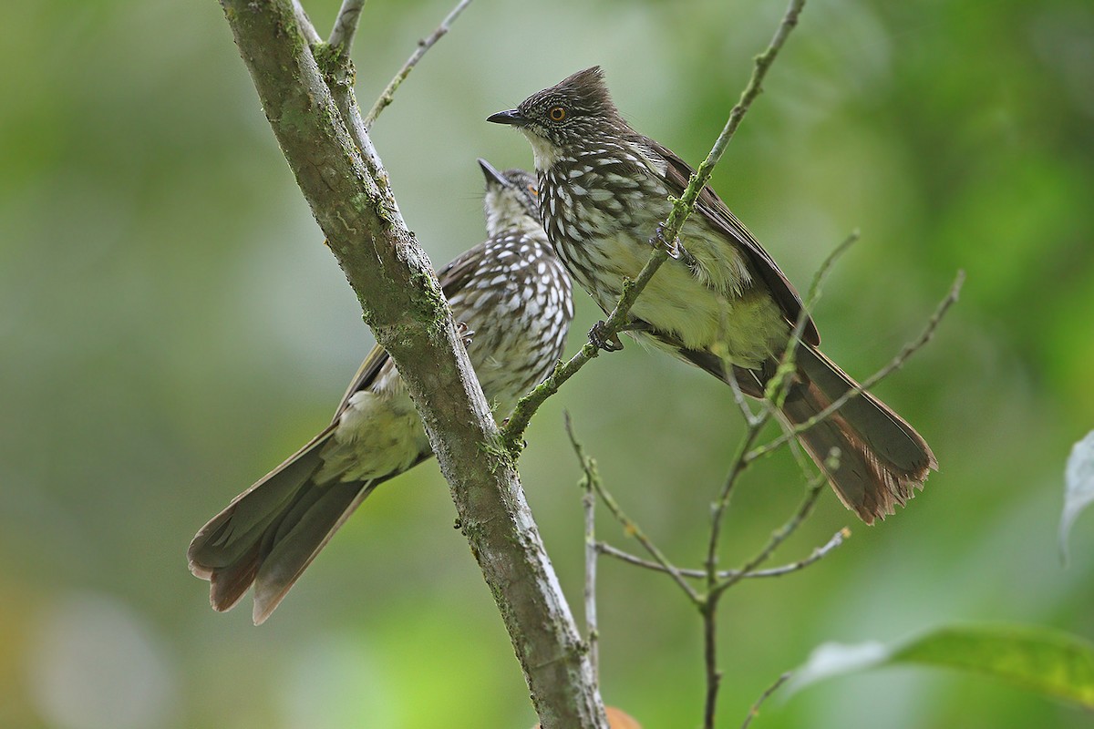 Bulbul rayé - ML205753601