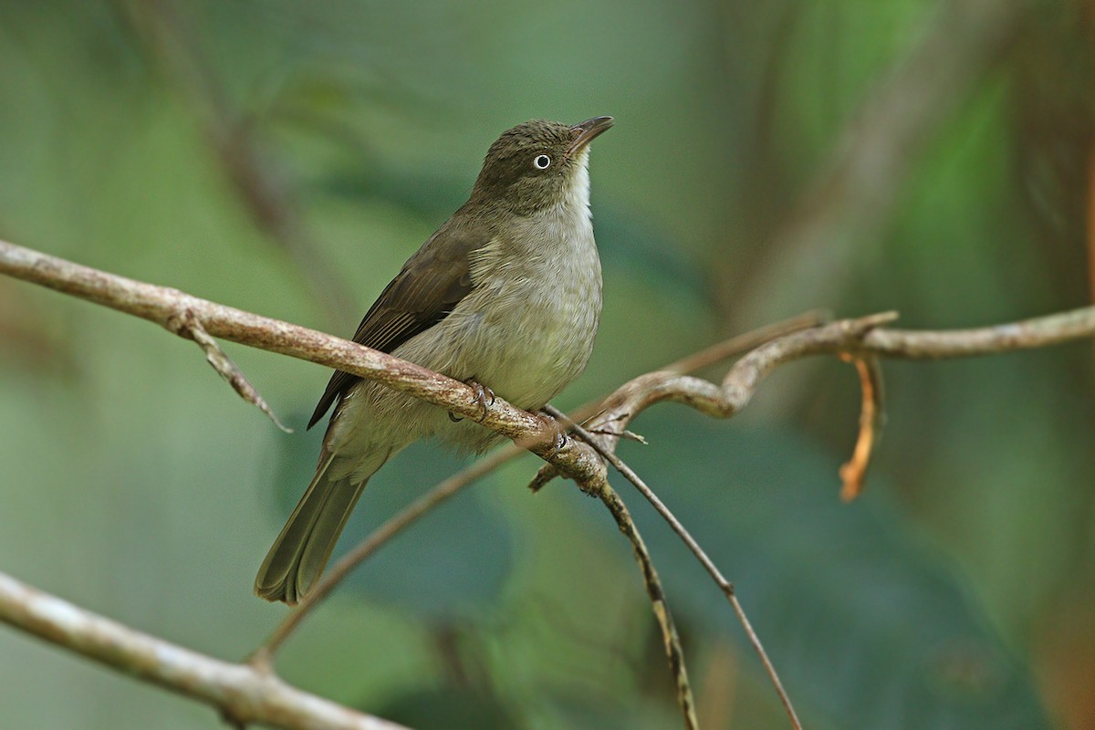 Cream-vented Bulbul - James Eaton