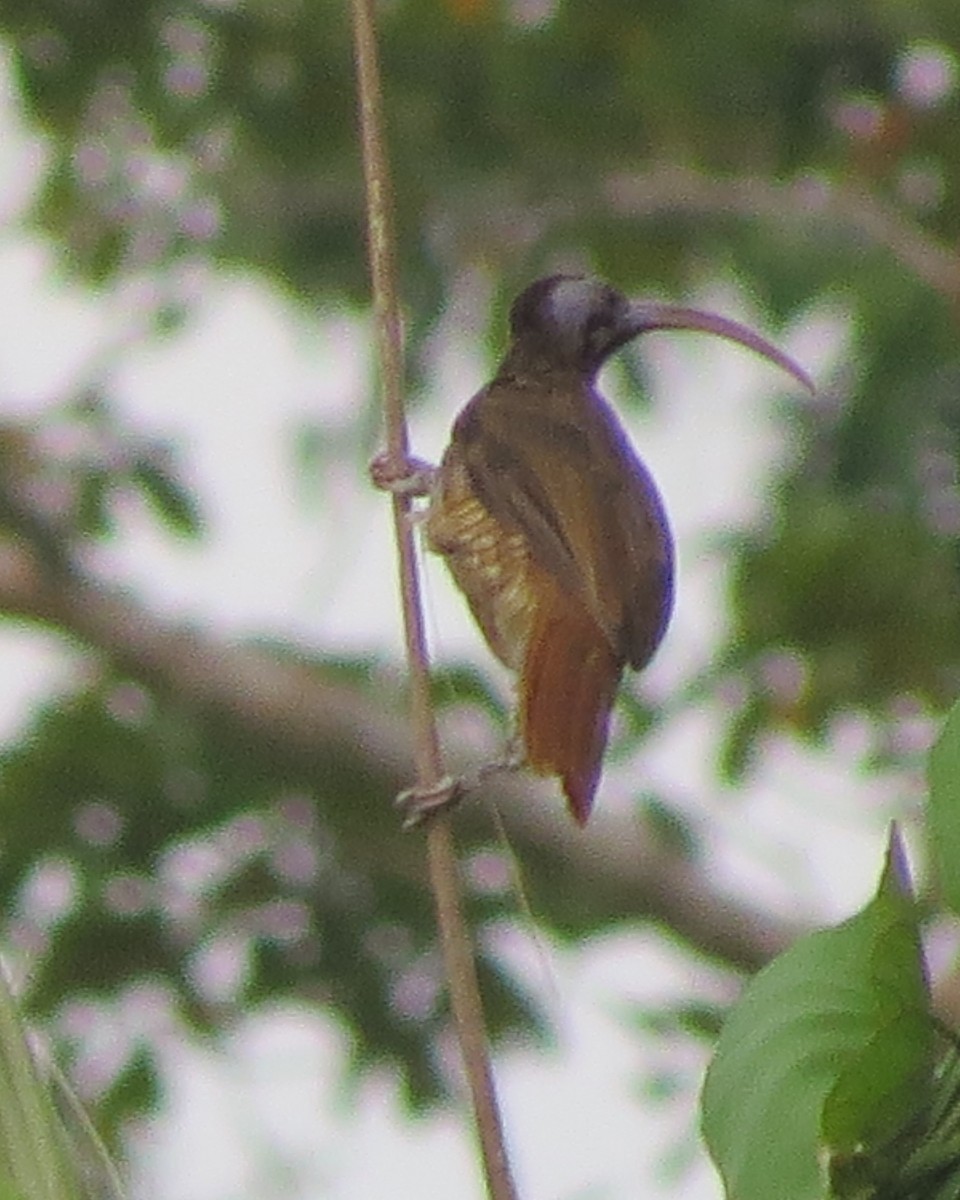 Pale-billed Sicklebill - ML205753701