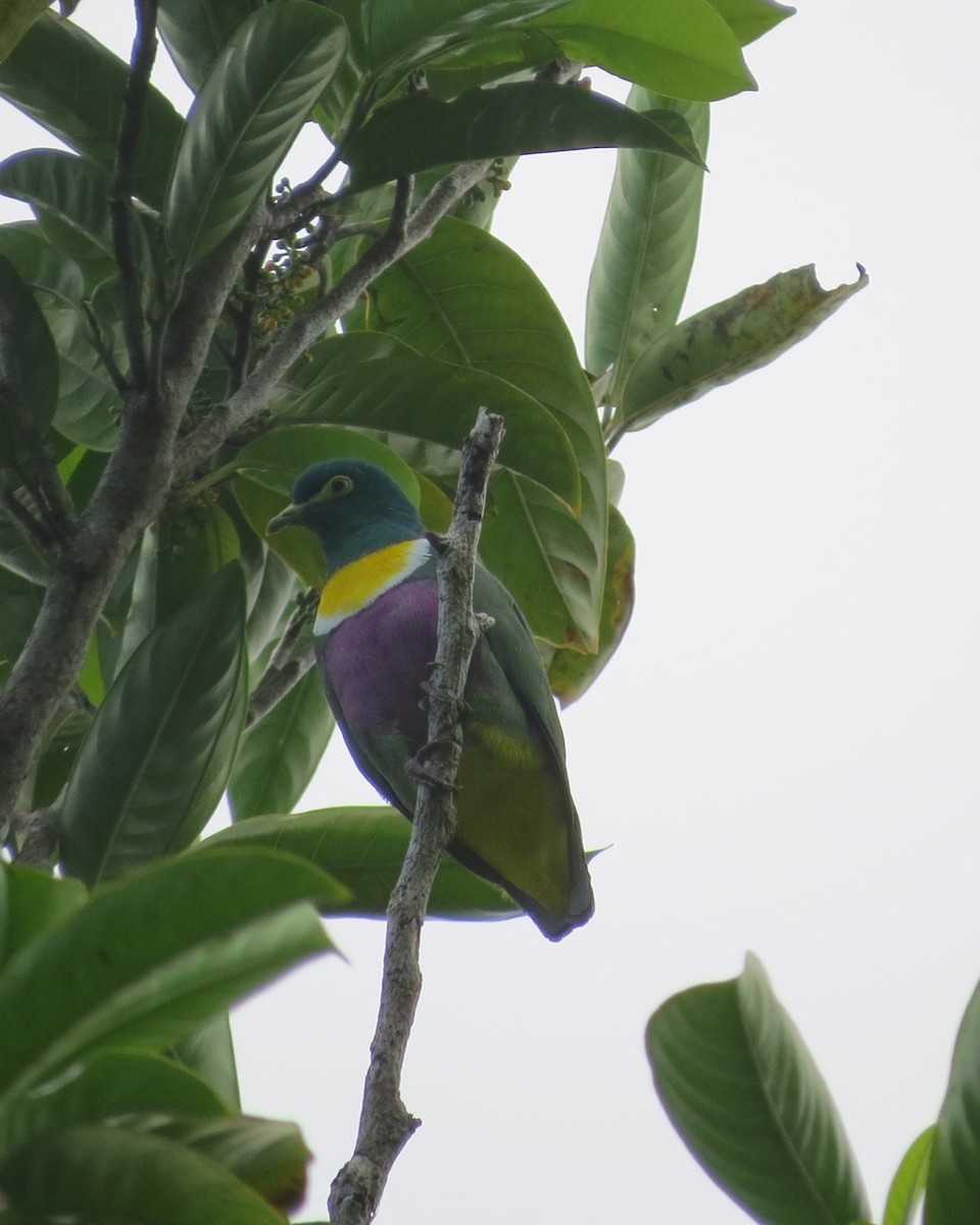 Geelvink Fruit-Dove - Phil Gregory | Sicklebill Safaris | www.birder.travel