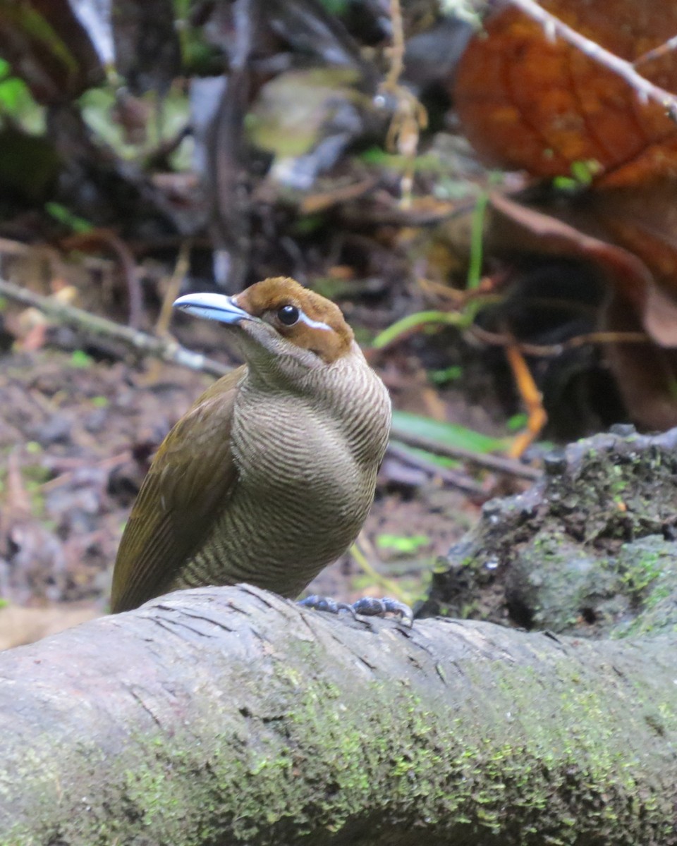 Magnificent Bird-of-Paradise - ML205753751