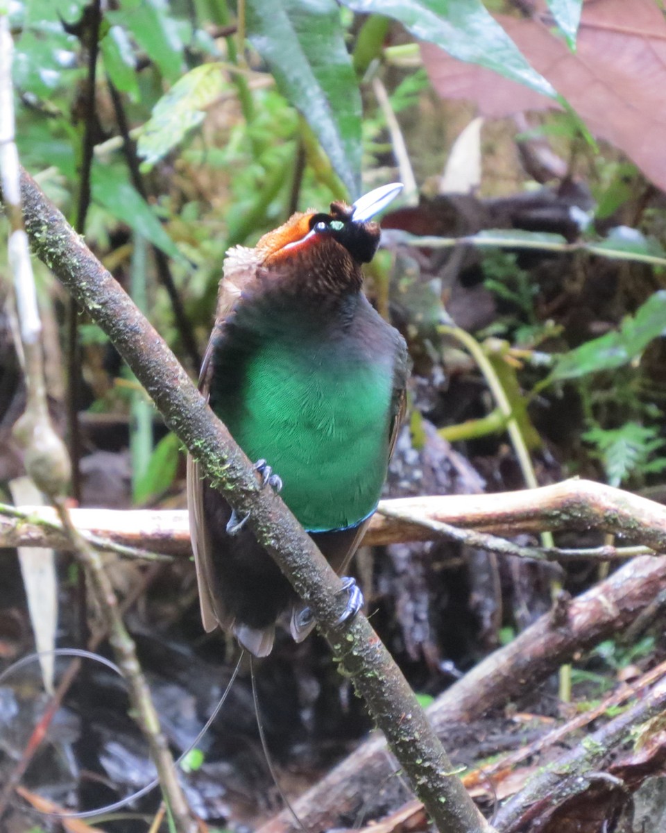 Magnificent Bird-of-Paradise - ML205753761