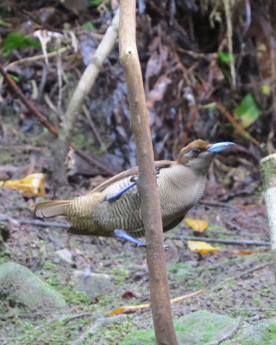 Magnificent Bird-of-Paradise - ML205753771