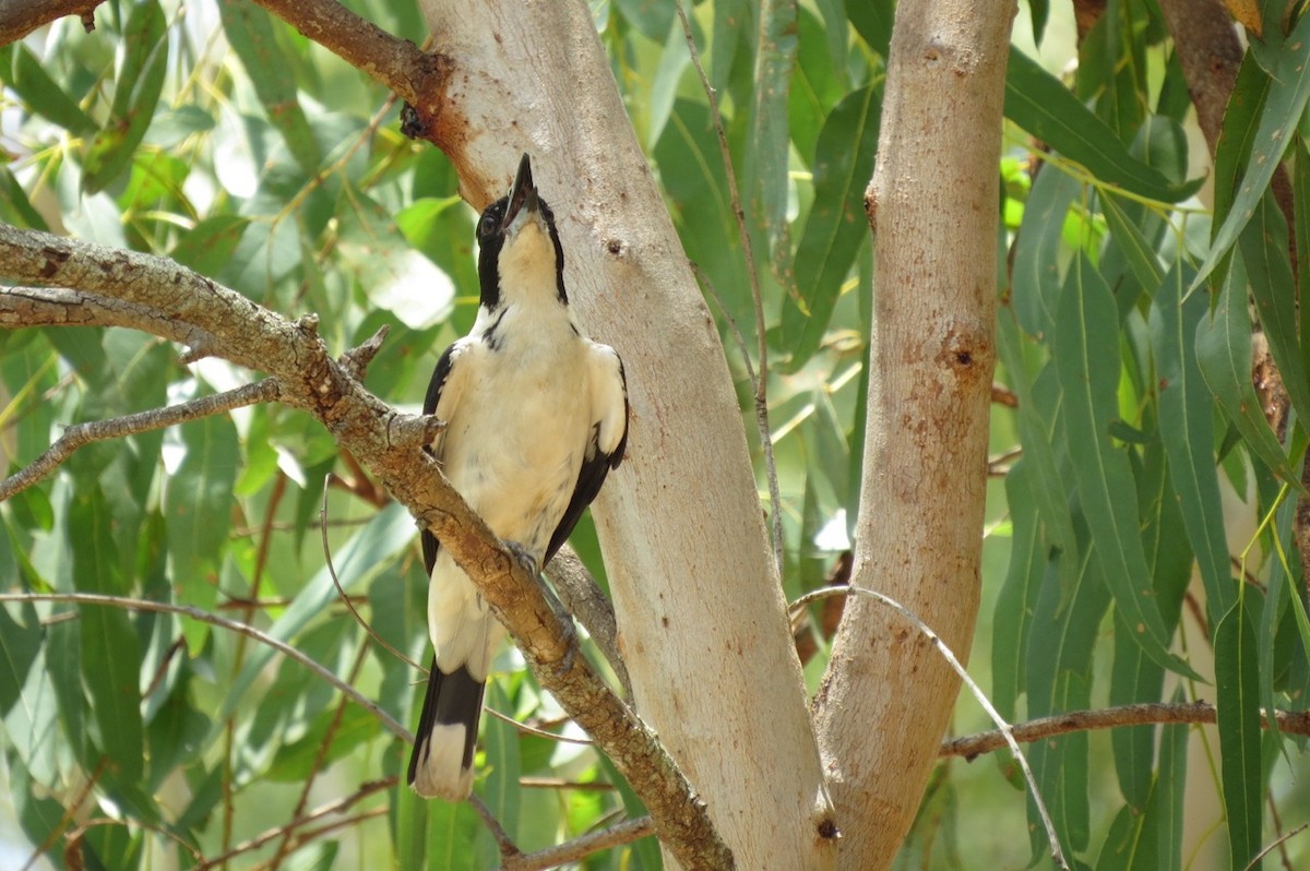 Silver-backed Butcherbird - Phil Gregory | Sicklebill Safaris | www.birder.travel