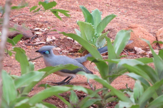 Crested Coua (Chestnut-vented) - ML205754031