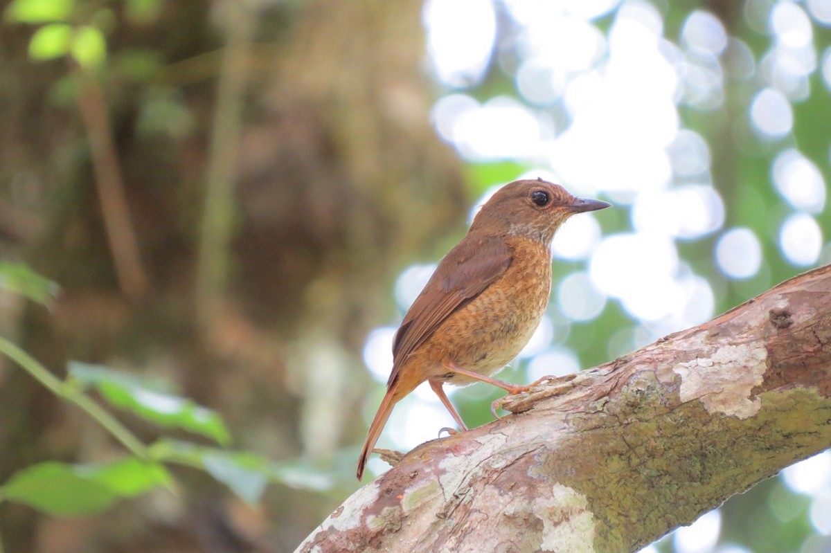 Amber Mountain Rock-Thrush - ML205754061