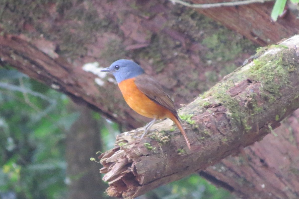 Amber Mountain Rock-Thrush - ML205754071