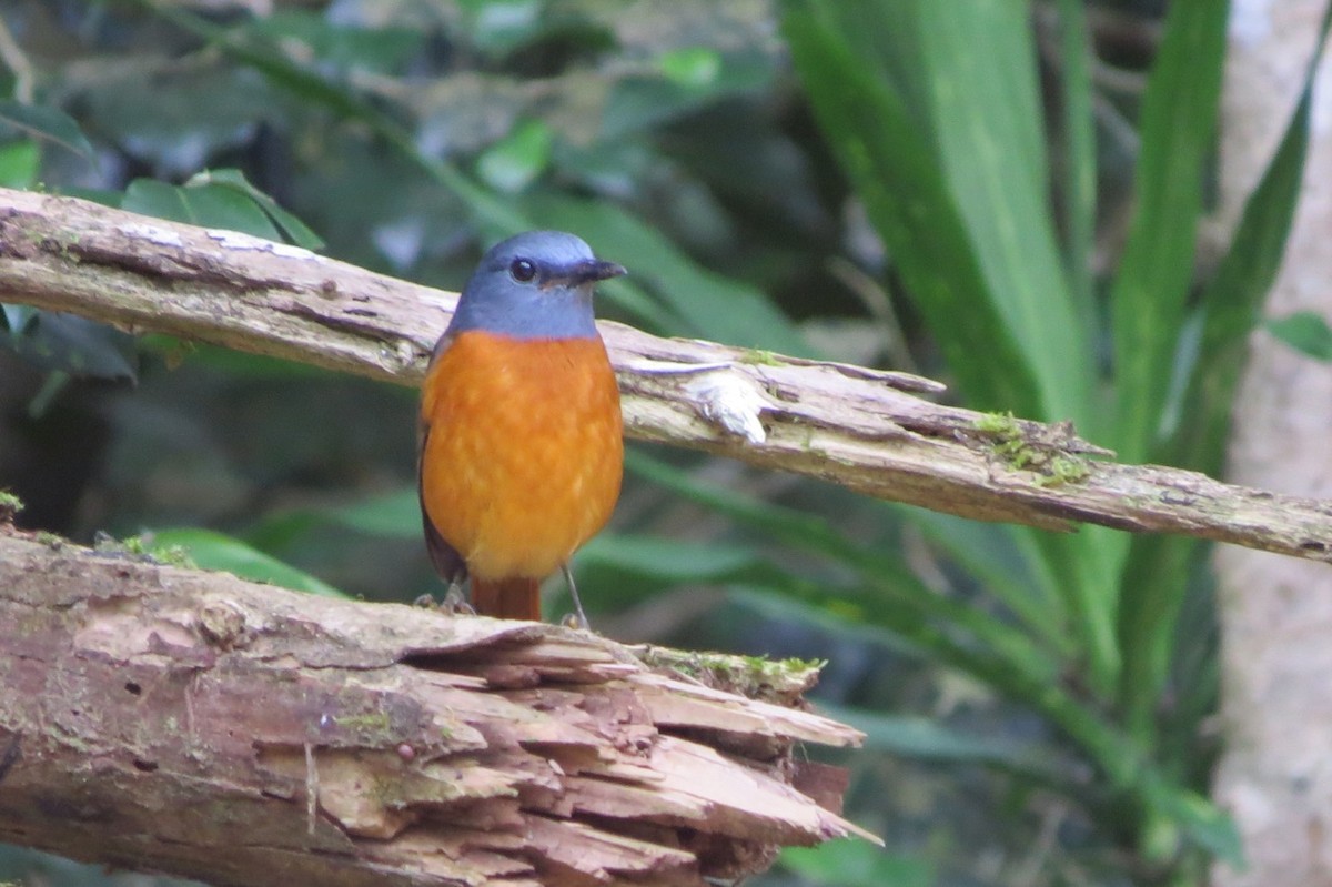 Amber Mountain Rock-Thrush - Phil Gregory | Sicklebill Safaris | www.birder.travel