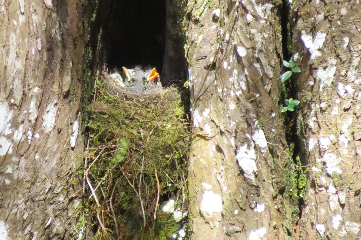 Amber Mountain Rock-Thrush - ML205754091