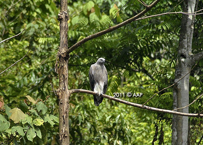 Lesser Fish-Eagle - ML205754251