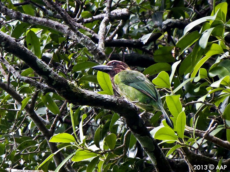 barbet hnědohrdlý - ML205754291