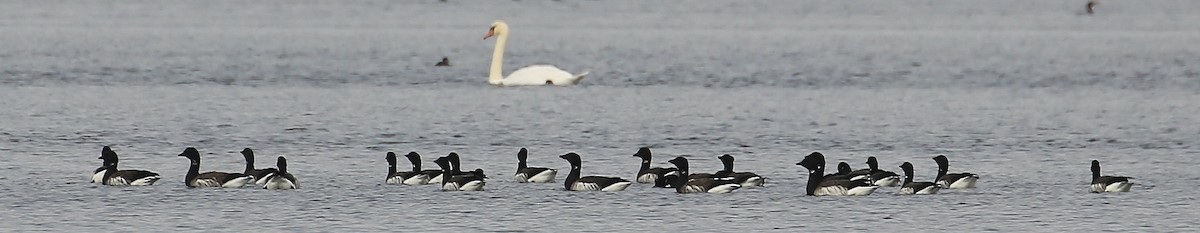berneška tmavá (ssp. hrota) - ML20575441