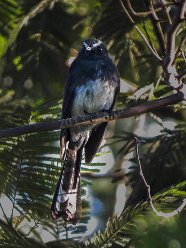 White-bellied Fantail - ML205754511