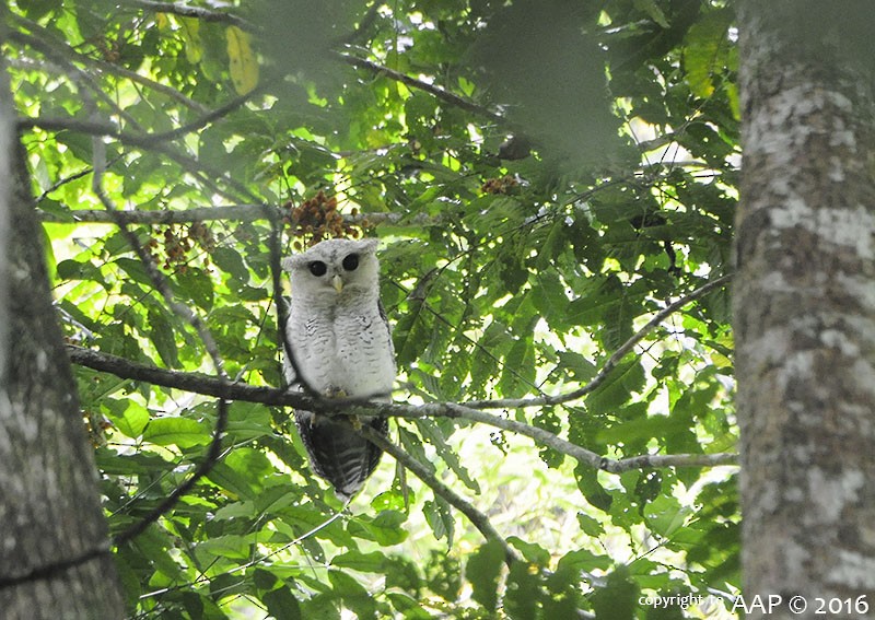 Barred Eagle-Owl - ML205754621