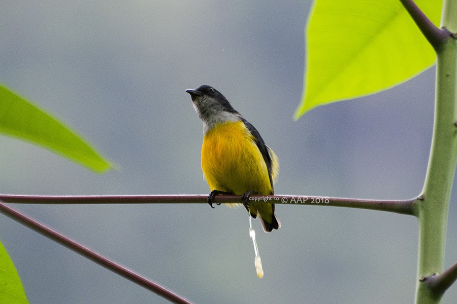 Orange-bellied Flowerpecker - ML205754651