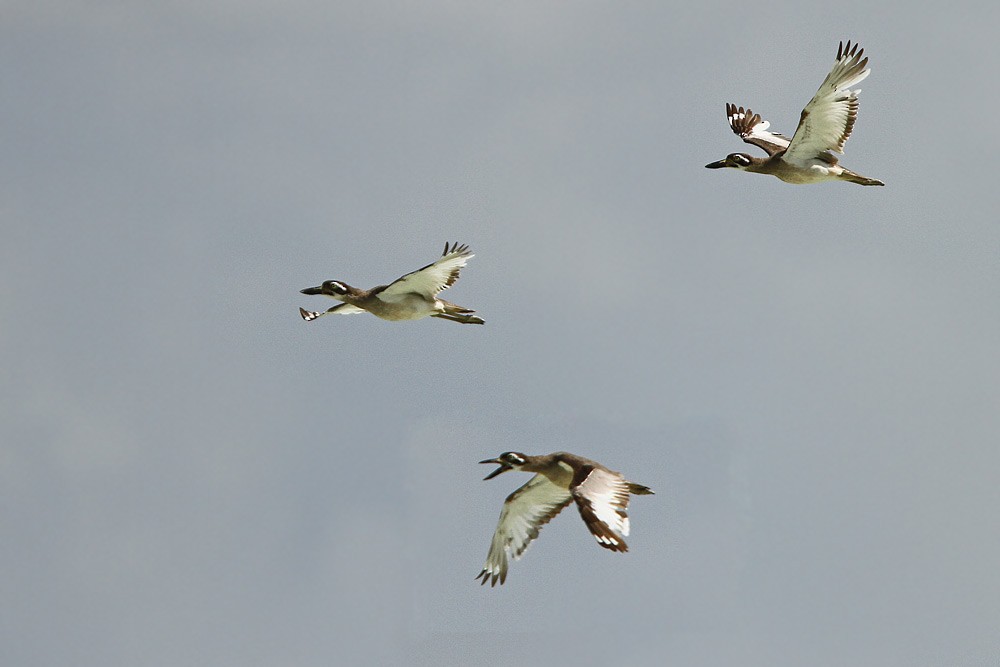 Beach Thick-knee - ML205754751