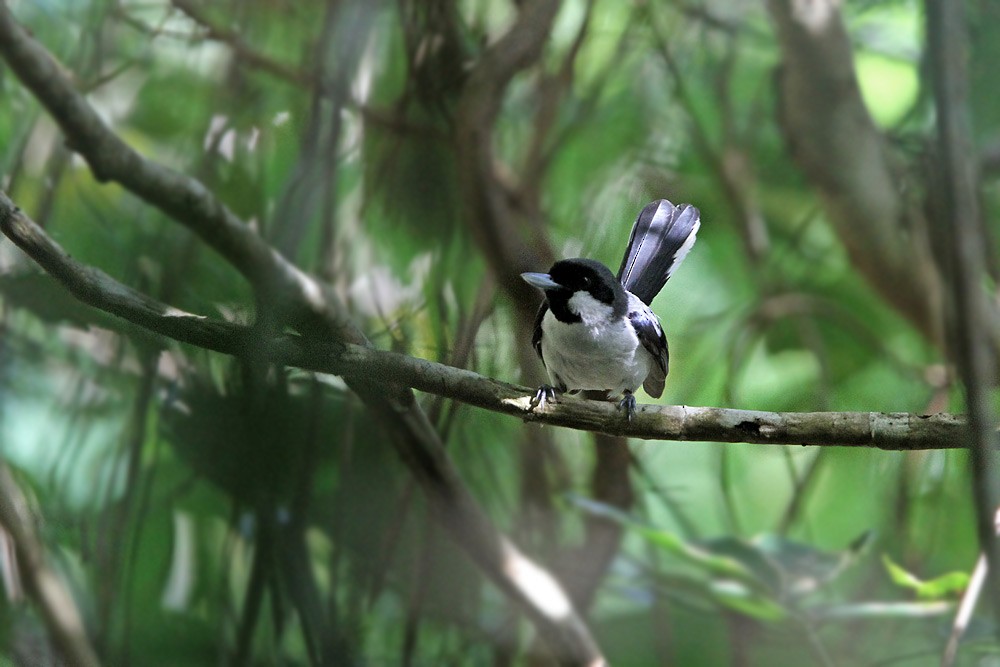 Black-bibbed Monarch - ML205754801