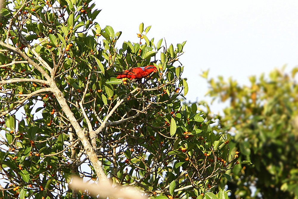 Blue-streaked Lory - ML205754811