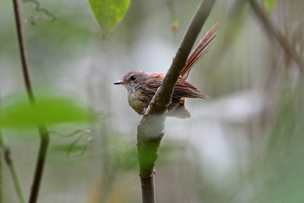 Long-tailed Fantail - ML205754861
