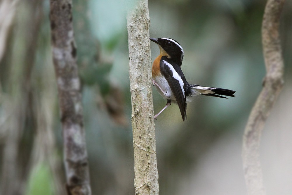 Tanimbar Flycatcher - James Eaton