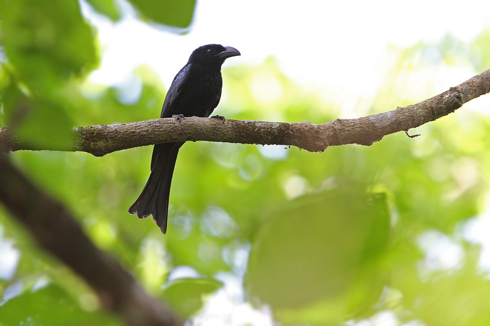 Wallacean Drongo (Tanimbar) - James Eaton