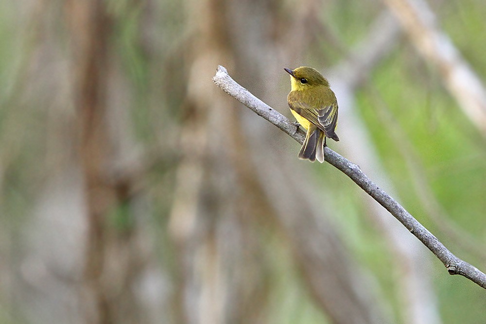 Golden-bellied Flyrobin - ML205754981